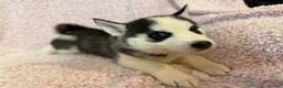 Siberian Husky dogs for sale: Princess Nimue - Ad 13