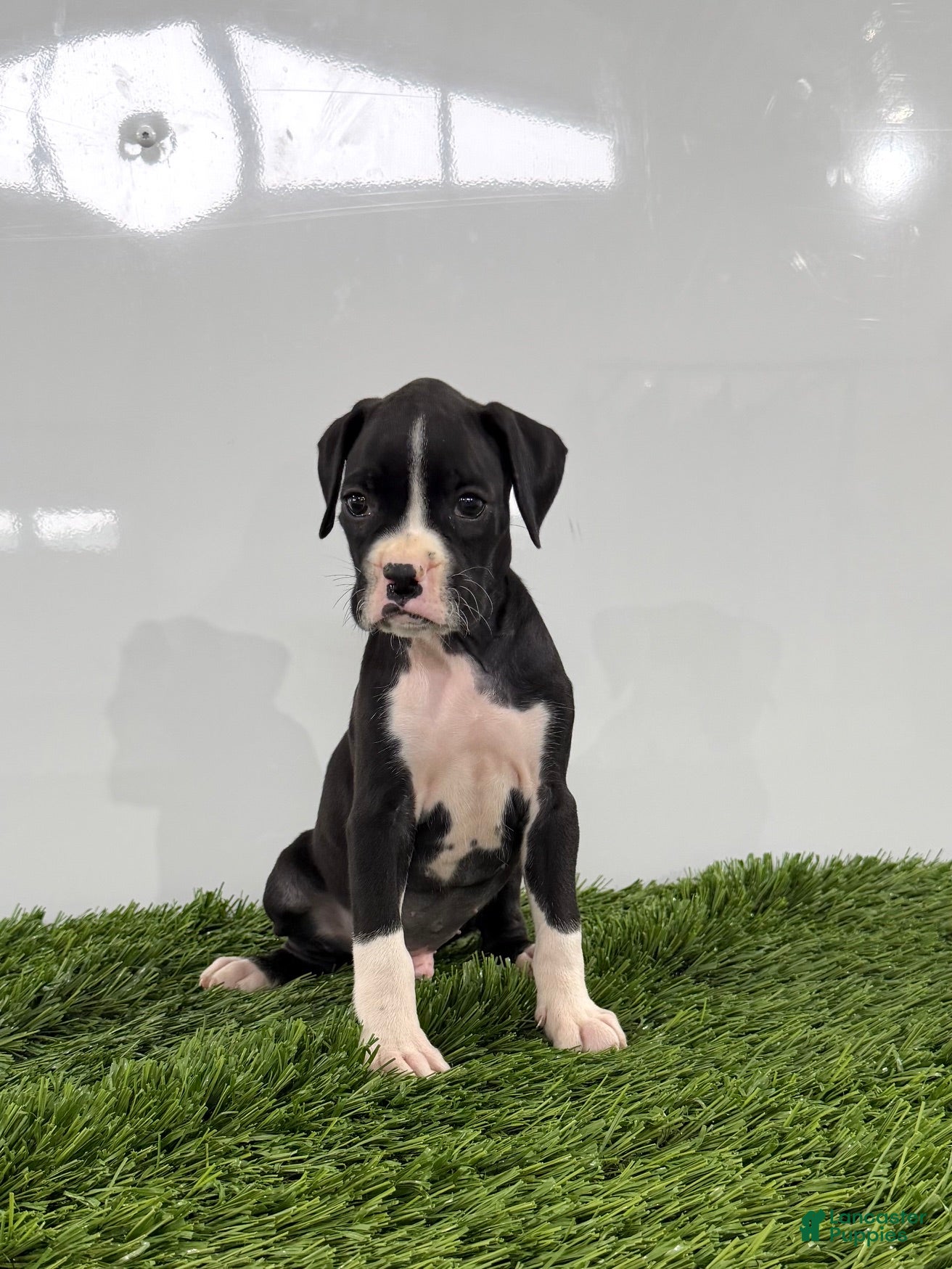 Boxer dogs Mylan - Ad 2