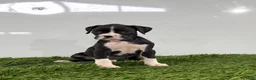 Boxer dogs for sale: Mylan - Ad 2
