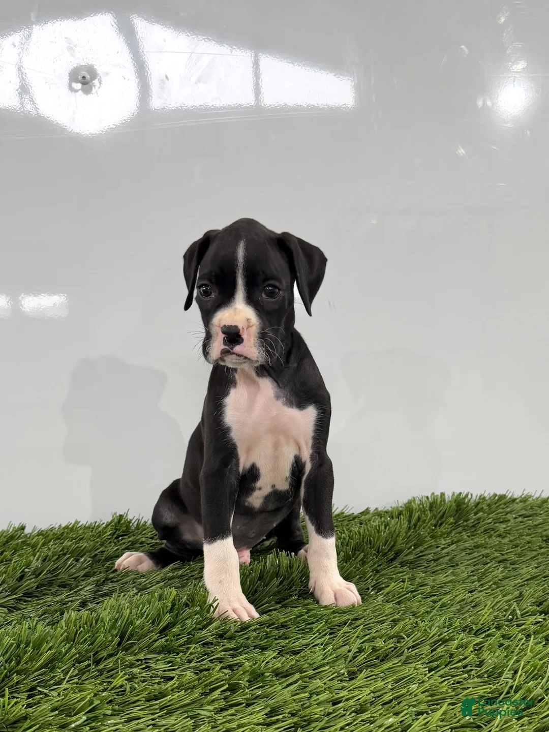 Boxer dogs for sale: Mylan - Ad 2