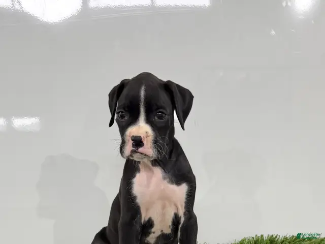 Boxer dogs Mylan - Ad 2