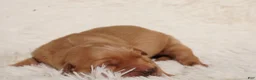 Golden Retriever dogs for sale: Daisy -AKC, Genetically Clear - Ad 44
