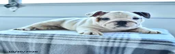 English Bulldog dogs for sale: Bradi - Ad 5