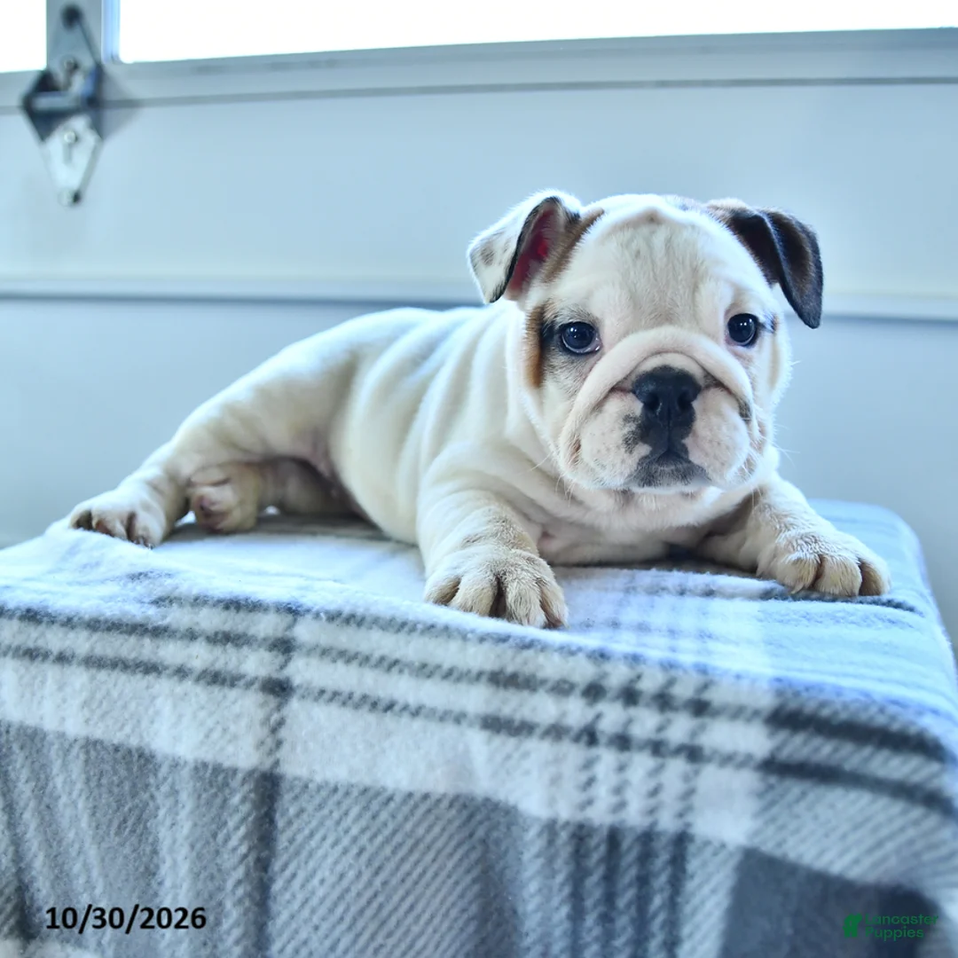 English Bulldog dogs for sale: Bradi - Ad 5