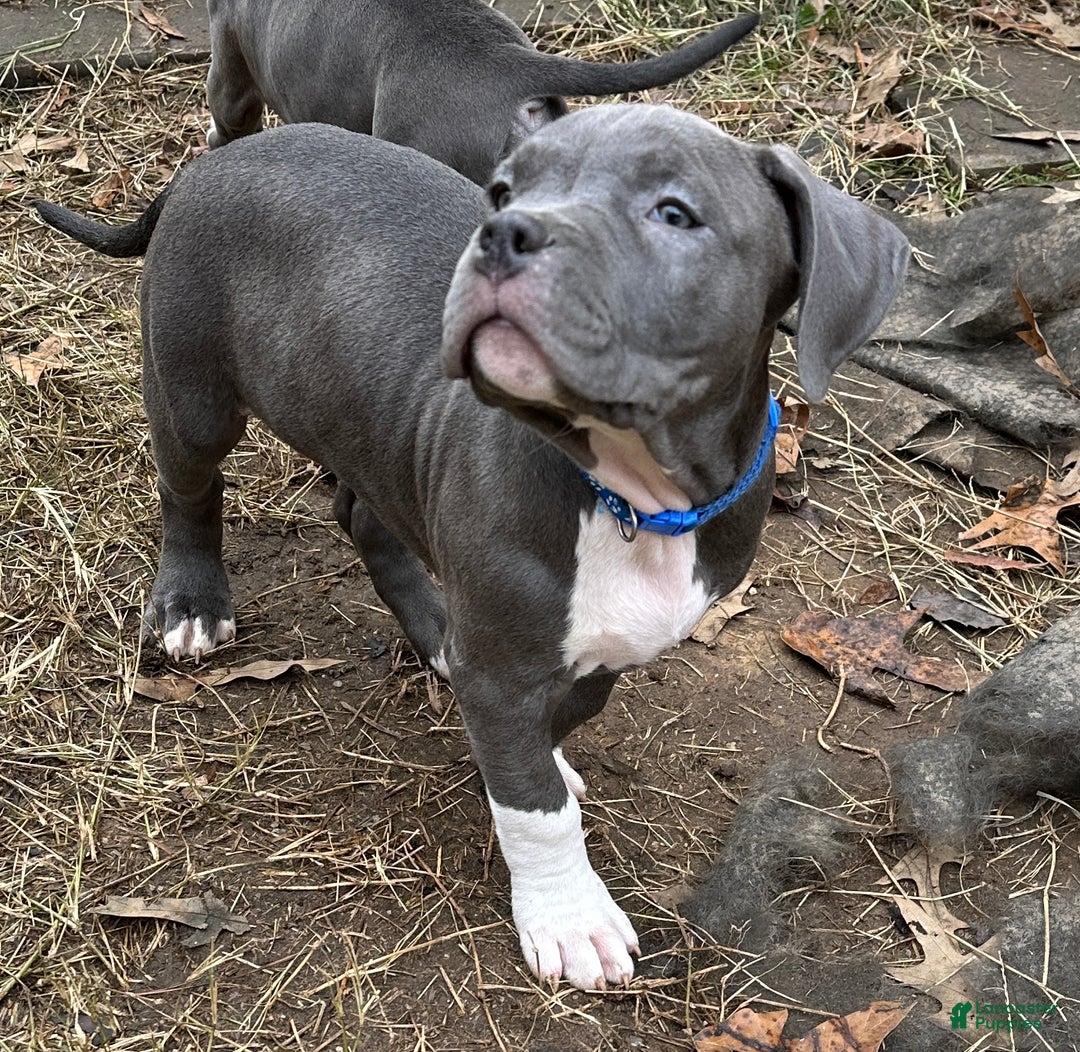 Gallery Image {{count}}