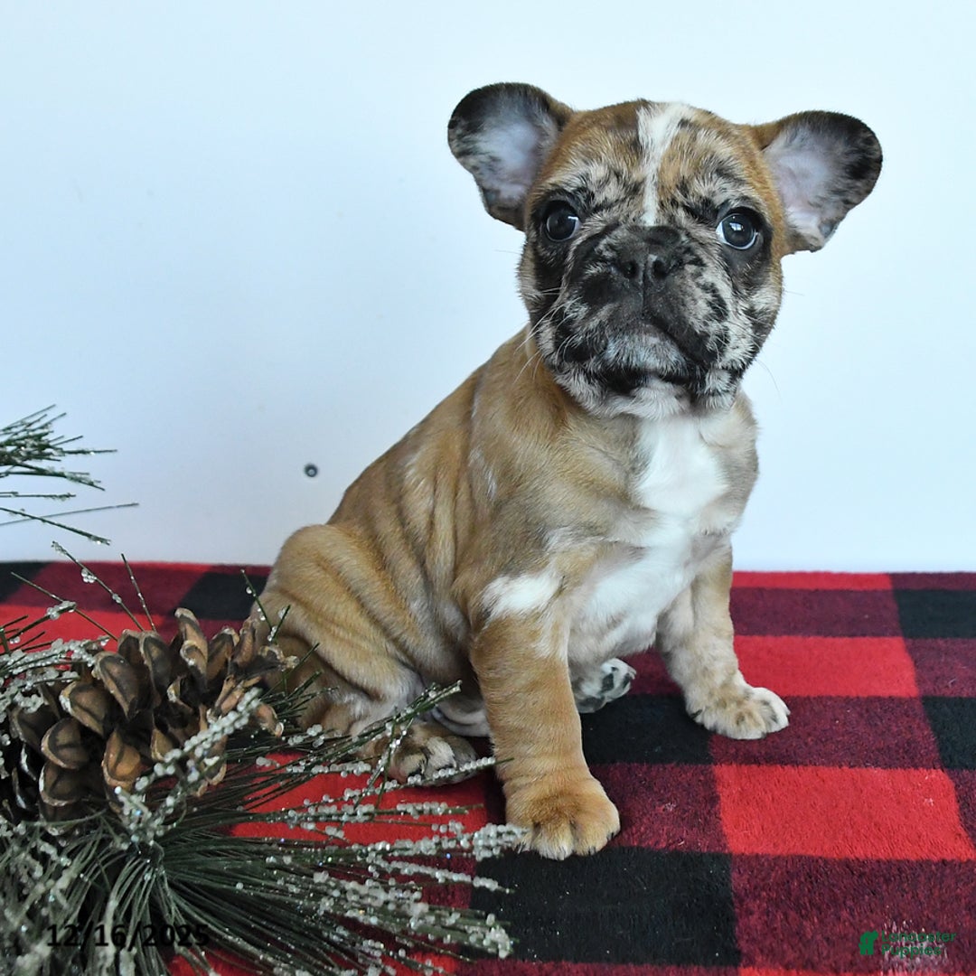 Mixed Breed dogs for sale: Dallas - Ad 2