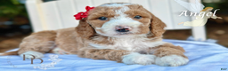 Goldendoodle dogs for sale: Angel - Ad 1