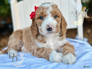 Goldendoodle dogs Angel - Ad 10