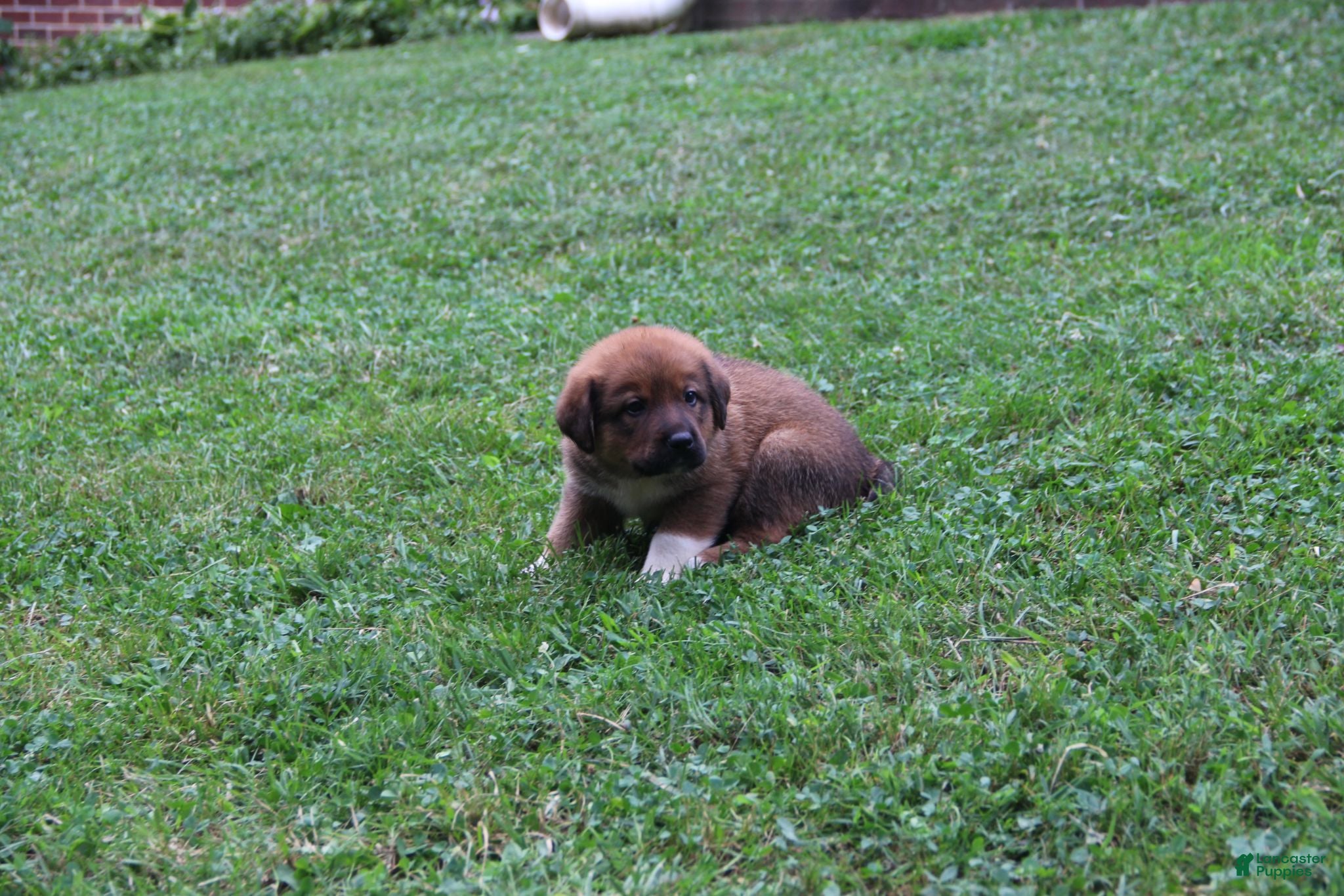 Mixed Breed dogs Sierra - Ad 1