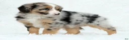 Australian Shepherd dogs for sale: Sophie - Ad 4