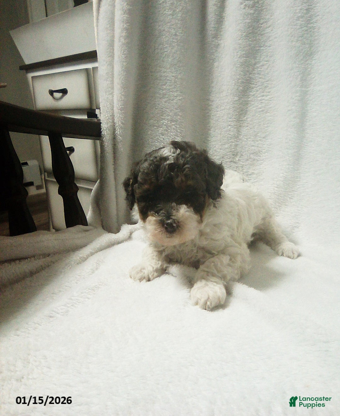 Toy Poodle dogs for sale: Emma - Ad 4