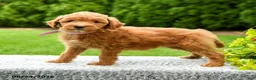 Mini Goldendoodle dogs for sale: Harper - Ad 4