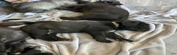 Cane Corso dogs for sale: Rigatoni  - Ad 2