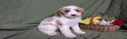 Mixed Breed dogs for sale: Nina - Ad 4