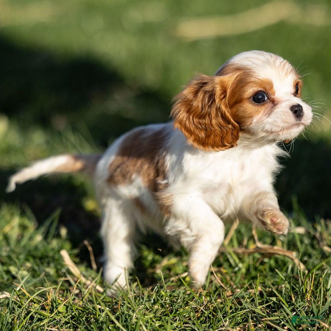 Cavalier King Charles Spaniel dogs for sale: Alfie - Ad 2