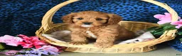 Cavapoo dogs for sale: Carson - Ad 1