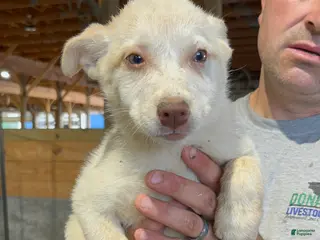 Australian Cattle Dog dogs Kristal - Ad 32