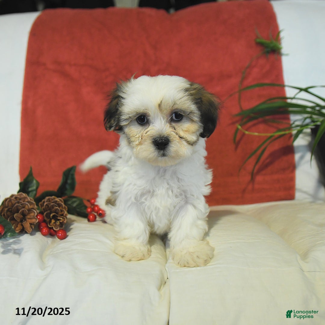 Teddy Bear dogs for sale: Biscuit  - Ad 2