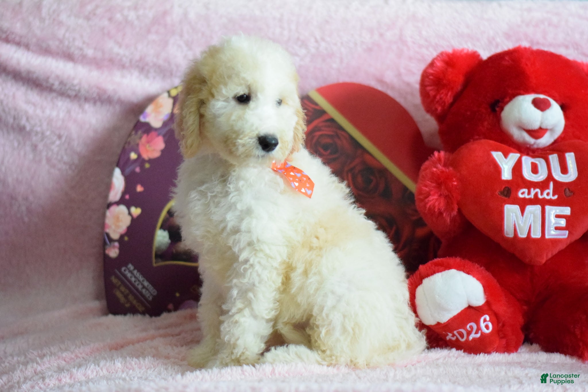 Goldendoodle dogs Goldendoodle Puppy 9 - Ad 2