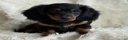 Miniature Dachshund dogs for sale: Troy - Ad 3