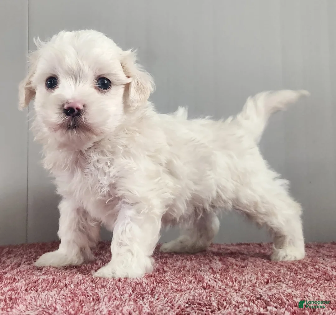 Maltipoo dogs for sale: Gambler - Ad 1