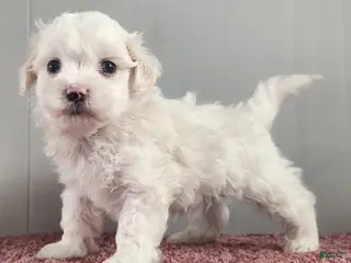 Maltipoo dogs for sale: Gambler - Ad 3