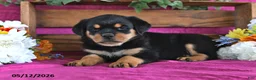 Rottweiler dogs for sale: Natalie - Ad 3