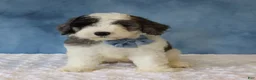 Mixed Breed dogs for sale: Finley - Ad 1