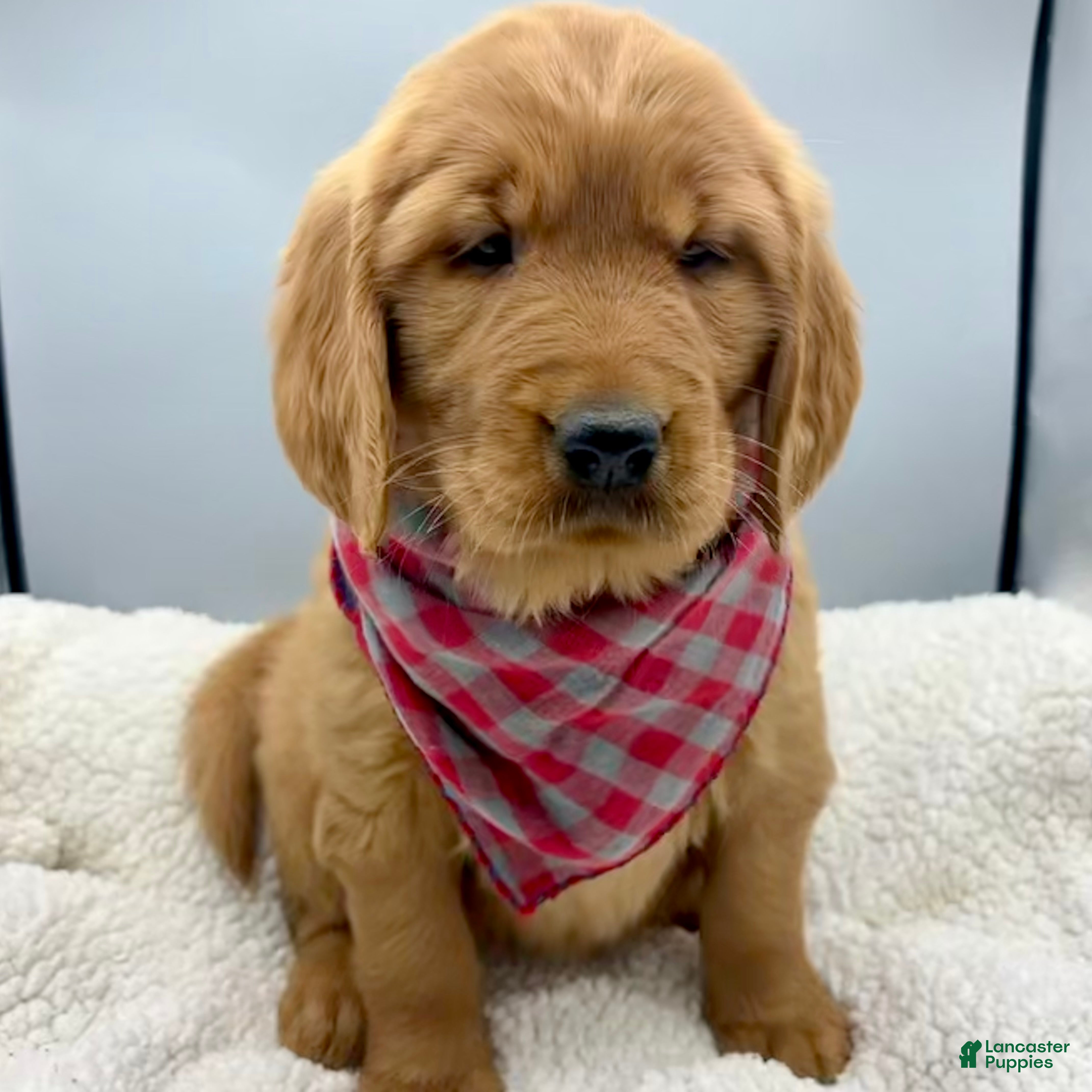 Golden Retriever dogs Golden Retriever Puppy Bell - Ad 13