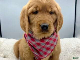 Golden Retriever dogs Golden Retriever Puppy Bell - Ad 13