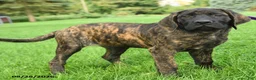 English Mastiff dogs for sale: Lyla - Ad 4