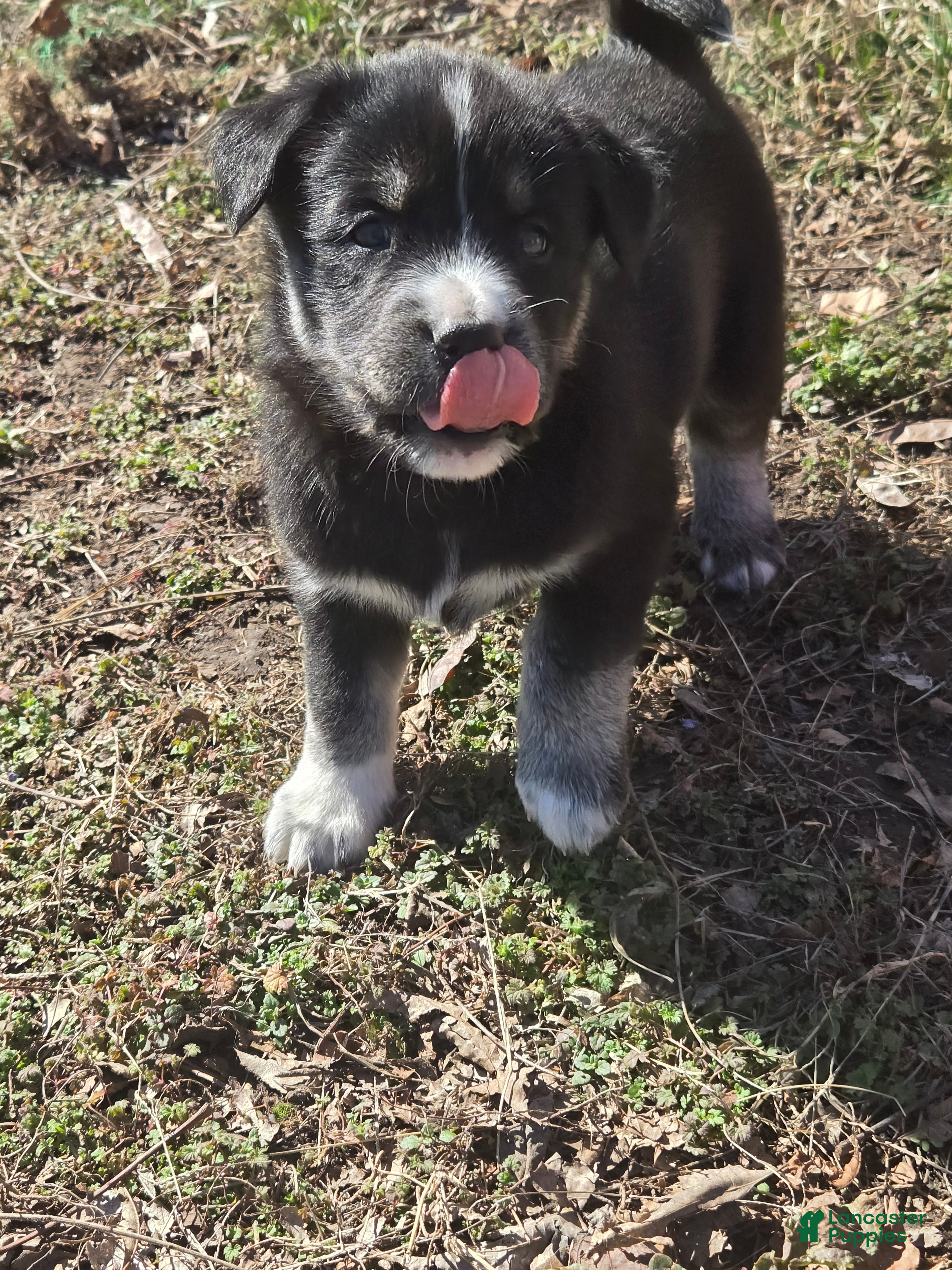 Goberian dogs Goberian purple Puppy 2 - Ad 5