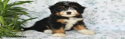 Mini Bernedoodle dogs for sale: Tony - Ad 4