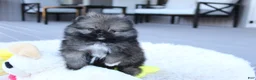 Pomeranian dogs for sale: Teacup Theo - Ad 4