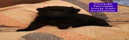 German Shepherd dogs for sale: German Shepherd Puppy 4 - Ad 4