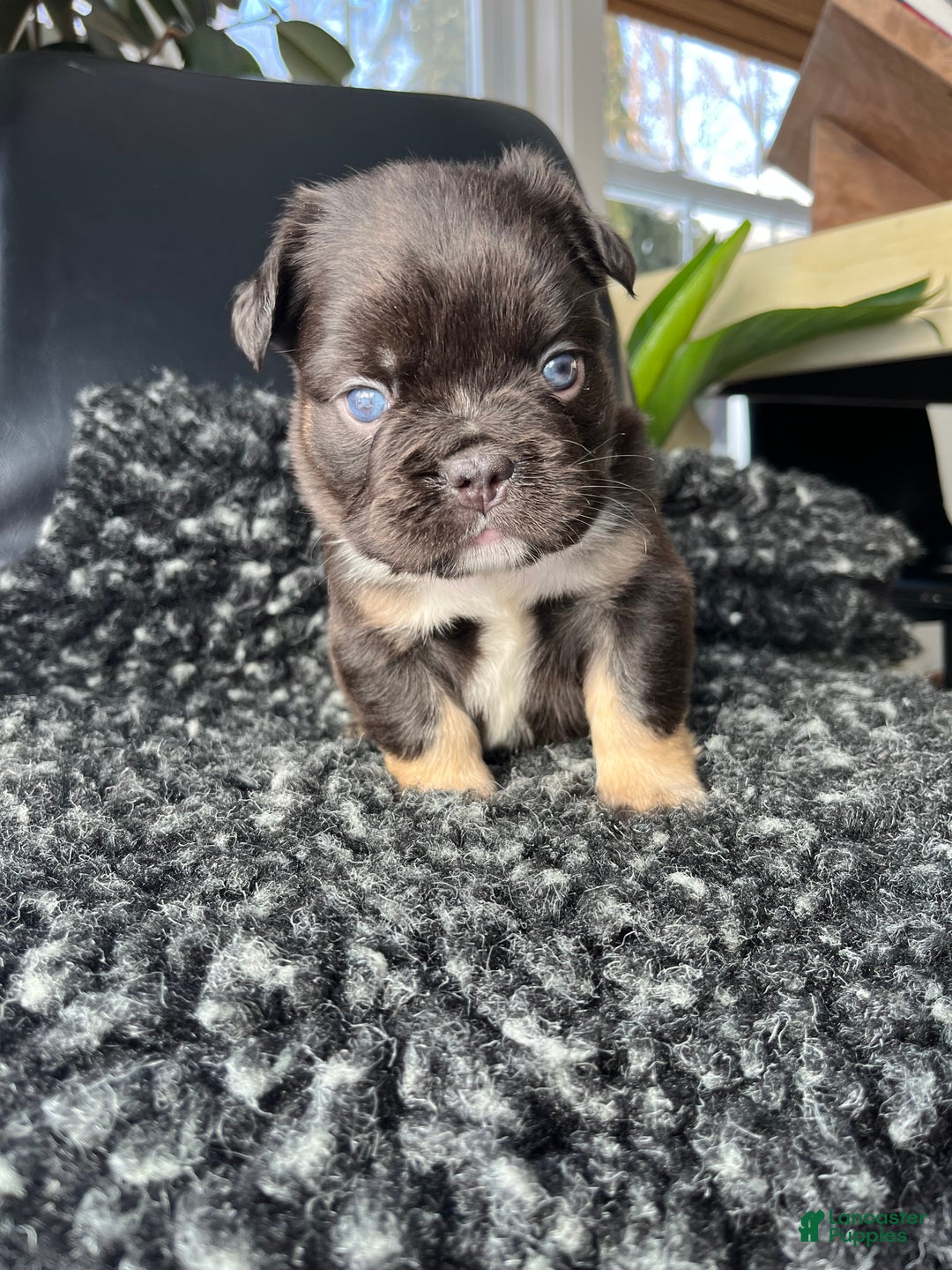 French Bulldog dogs for sale: Bruno - Ad 3