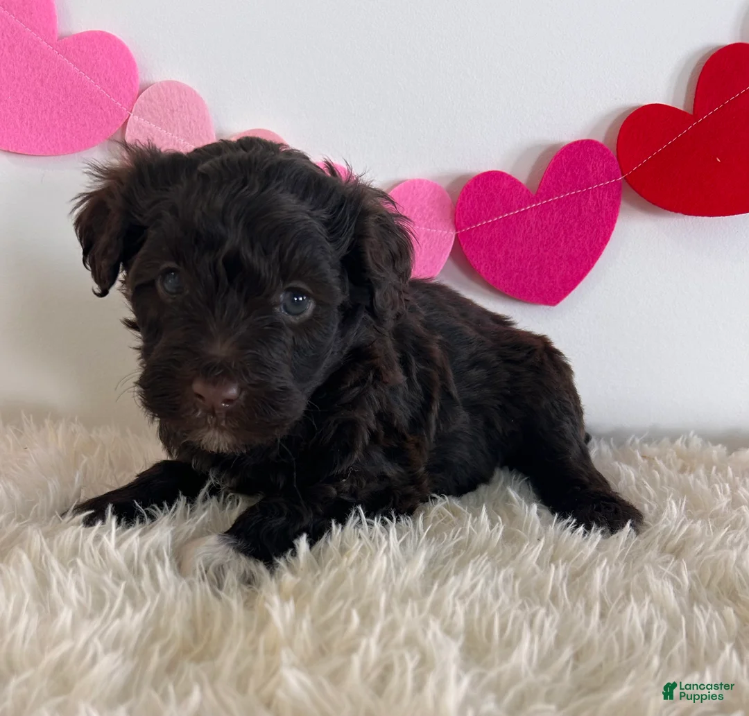 Portuguese Water Dog dogs for sale: Sugar - Ad 3