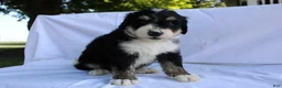 Bernedoodle dogs for sale: Shooter - Ad 11
