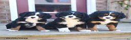 Miniature Bernese Mountain Dog dogs for sale: Dicky - Ad 5