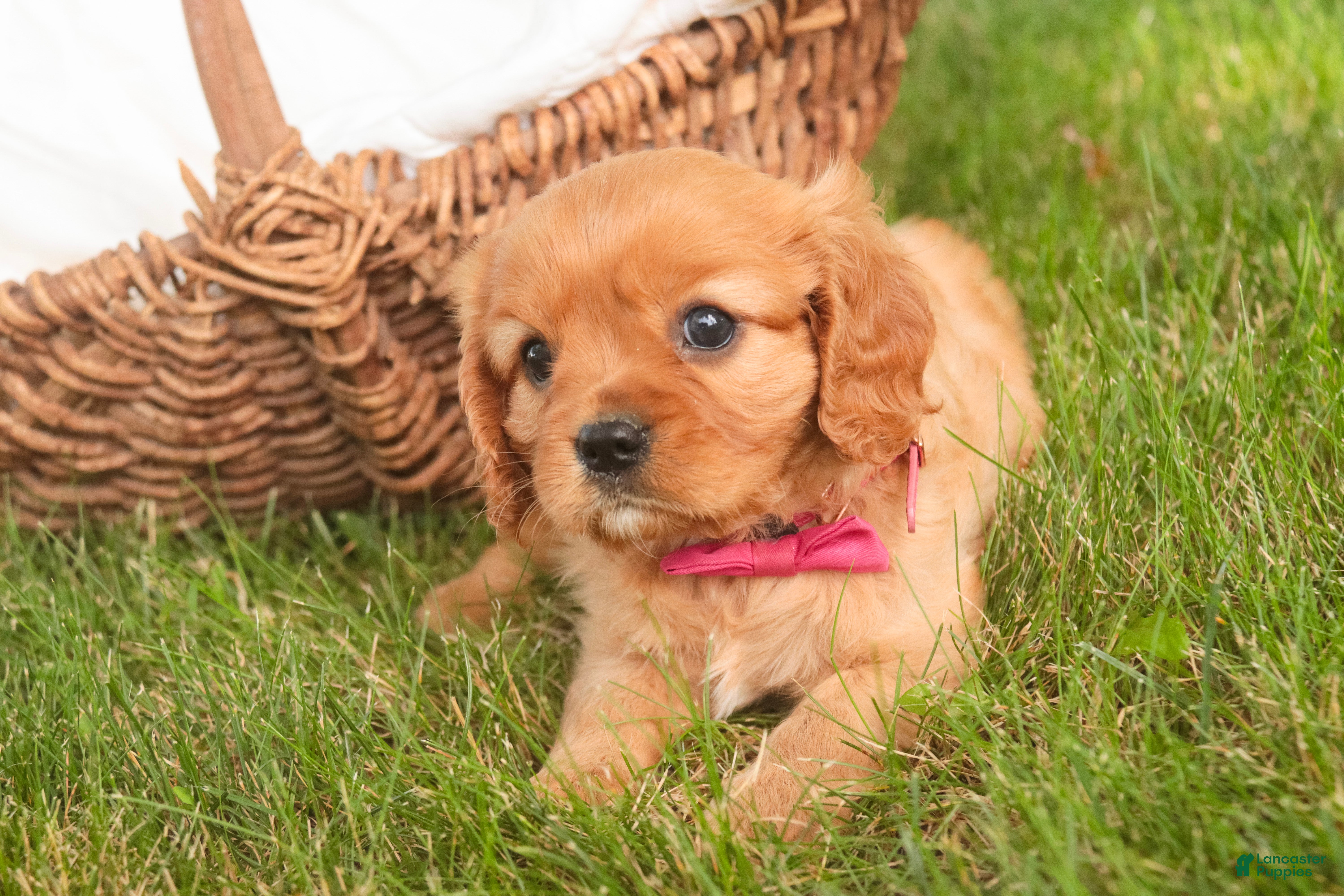 Cavalier King Charles Spaniel dogs Luna Cavalier King Charles Spaniel  - Ad 2