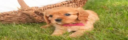 Cavalier King Charles Spaniel dogs for sale: Luna Cavalier King Charles Spaniel  - Ad 2