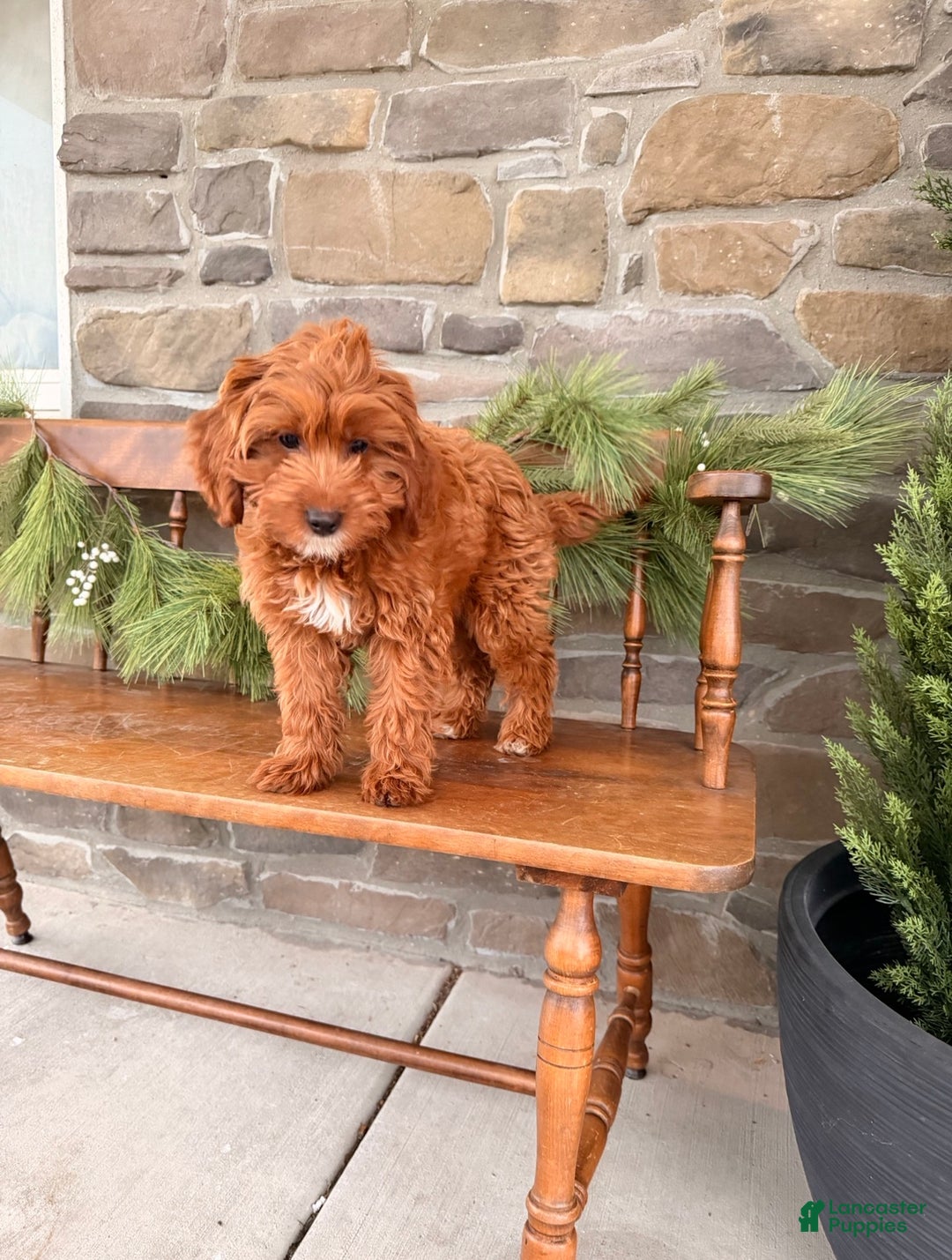 Mini Goldendoodle dogs for sale: POTTY TRAINED MINI GOLDENDOODLE  - Ad 3
