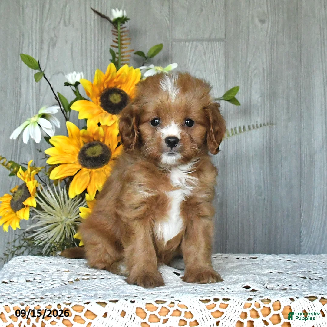 Cavapoo dogs for sale: Nolan - Ad 1
