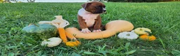 Boxer dogs for sale: Balto AKC - Ad 3