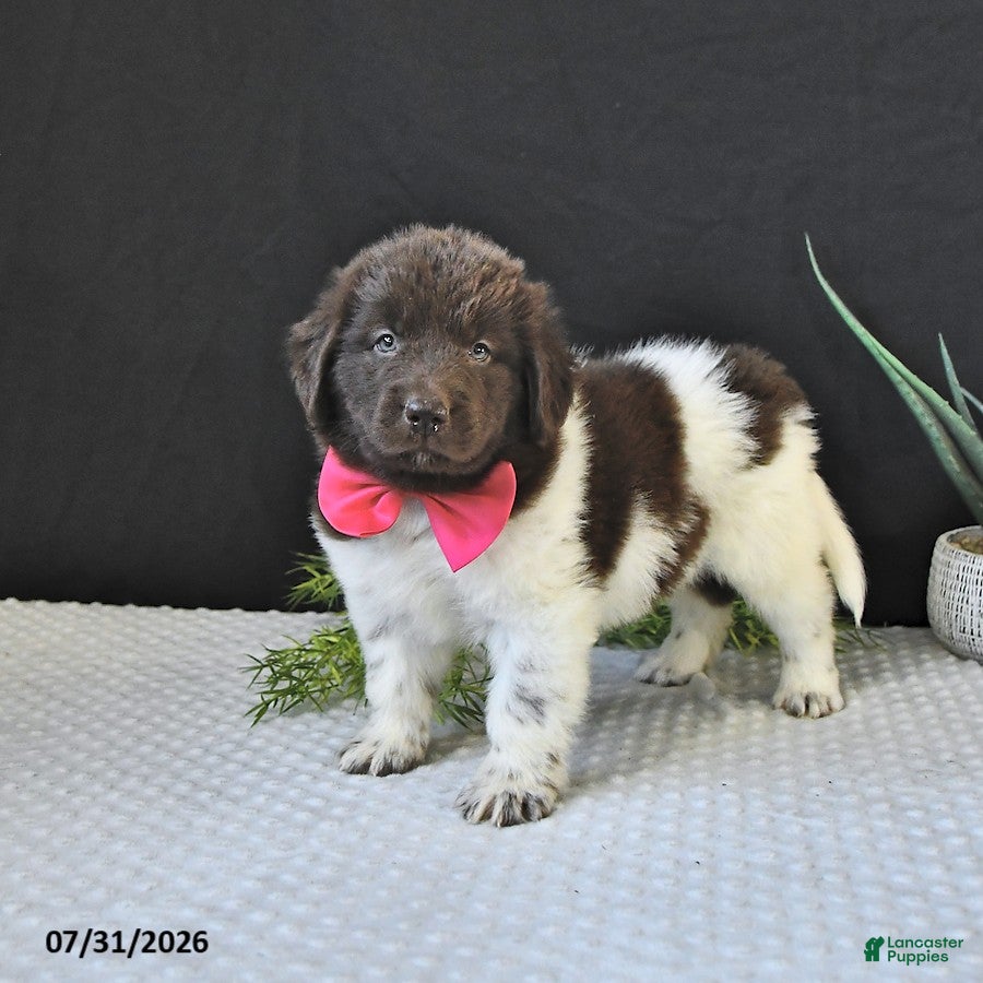 Newfoundland dogs Jade - Ad 2