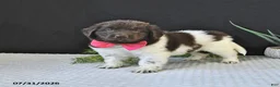 Newfoundland dogs for sale: Jade - Ad 2