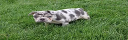 French Bulldog dogs for sale: Lucy - Ad 3