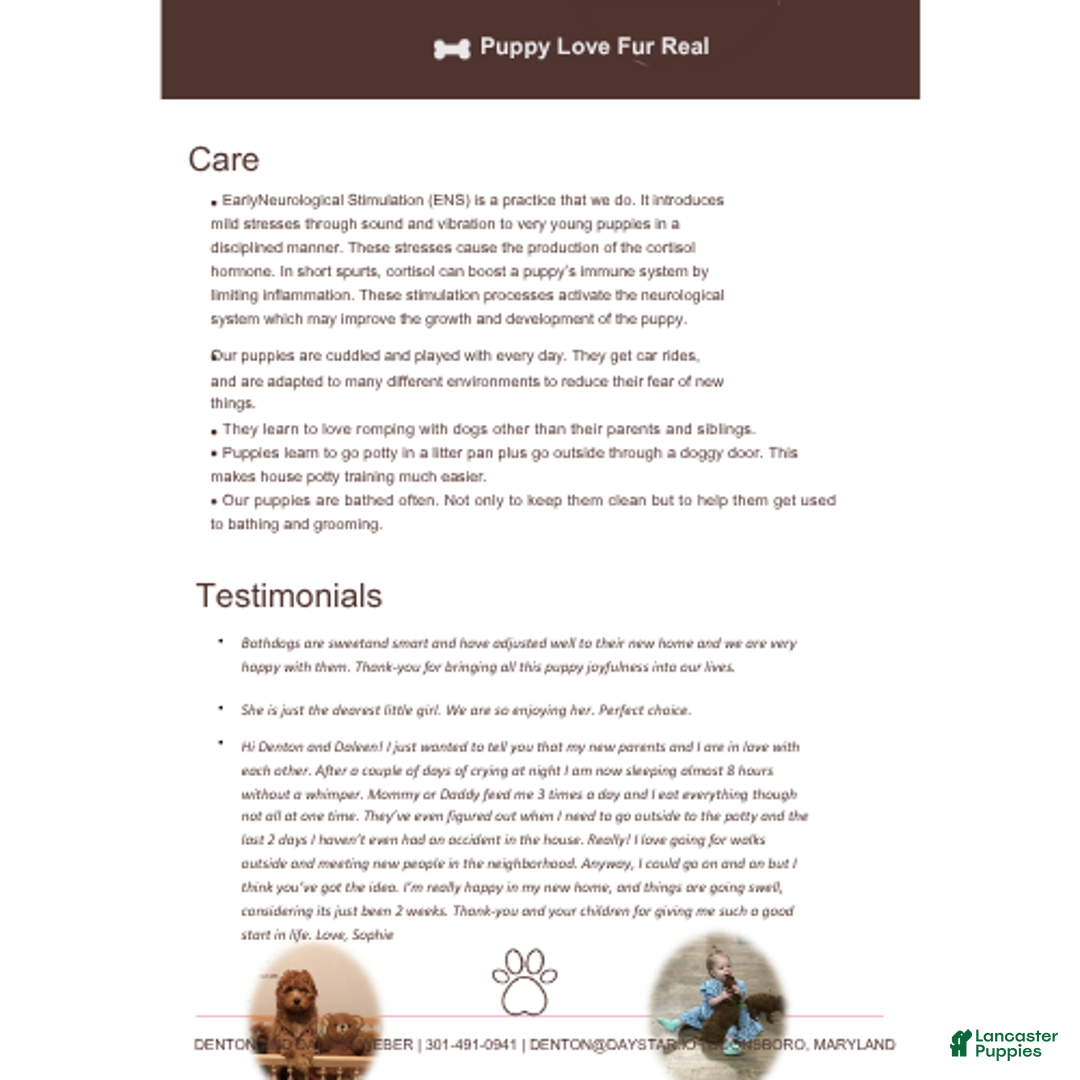 Shihpoo dogs for sale: Evon - Ad 11