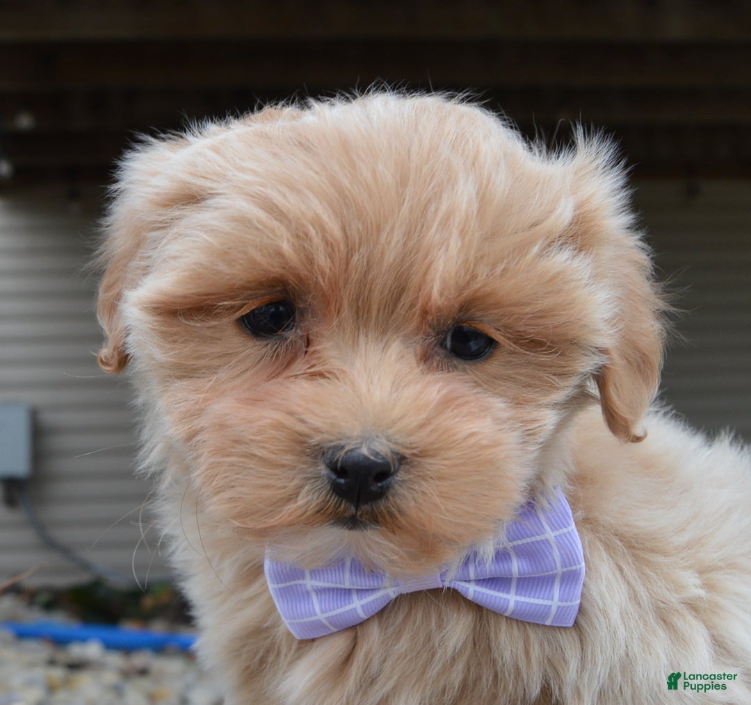 Maltipoo dogs for sale: Mabel - Ad 3