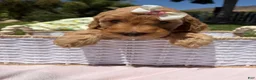 Goldendoodle dogs for sale: Blossom - Ad 7